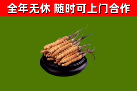 铜川市回收散虫草