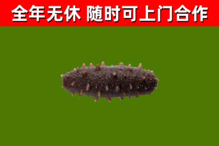铜川市回收海参干